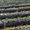 6.5 x 330/4 x 250/6 x 300 Feet Weed Barrier Landscape Fabric - 4 ft