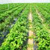 6.5 x 330/4 x 250/6 x 300 Feet Weed Barrier Landscape Fabric - 4 ft